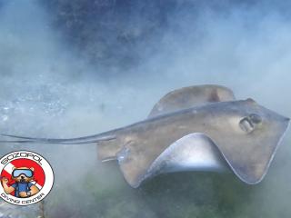 Stingray (Скат)