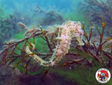 Seahorse